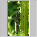 Agapanthia villosoviridescens - Distelbock 04.jpg